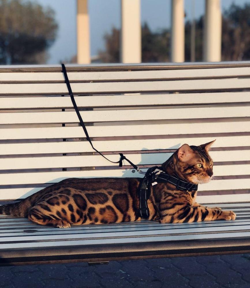 إعلان عن قطط بنغال بيور لون بني،بصحه جيده جدا مطعّمين مع دفاترهمExotic bengal
