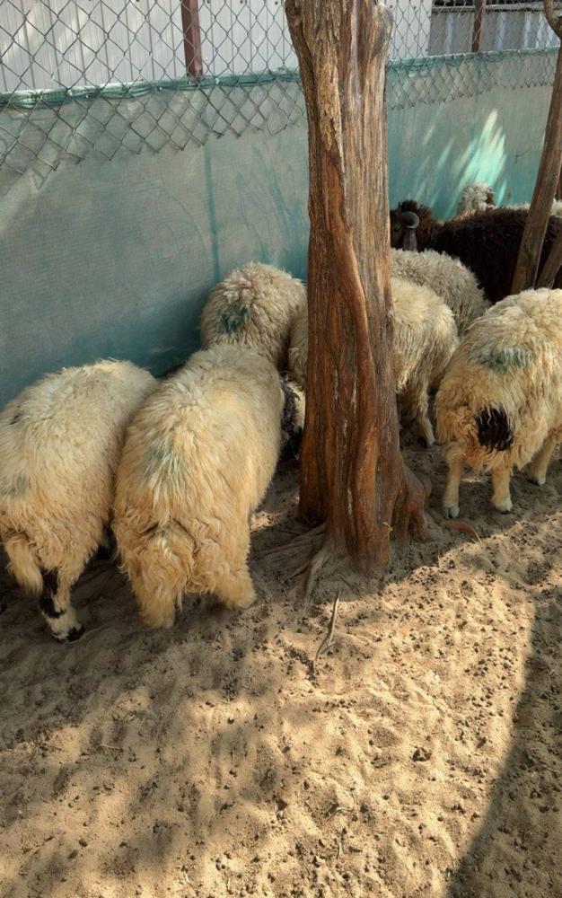 إعلان عن ذبايح شفالي مربوط