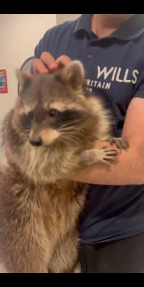 إعلان عن راكون عمره سنه ونص اليف