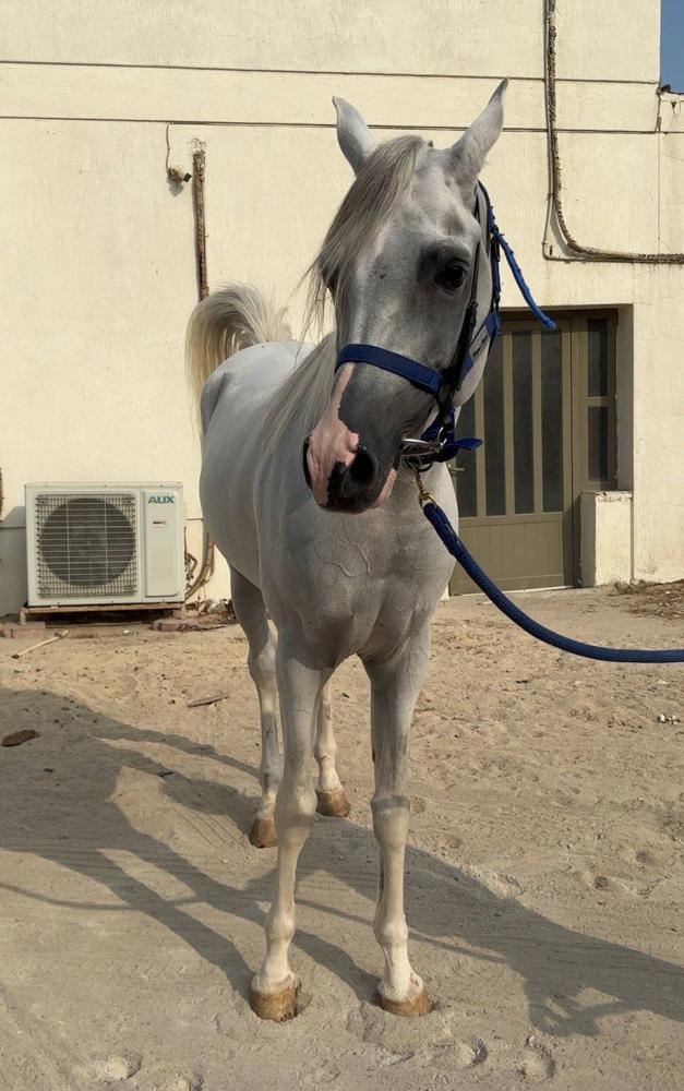 إعلان عن بولش ولد شمال الخالديه