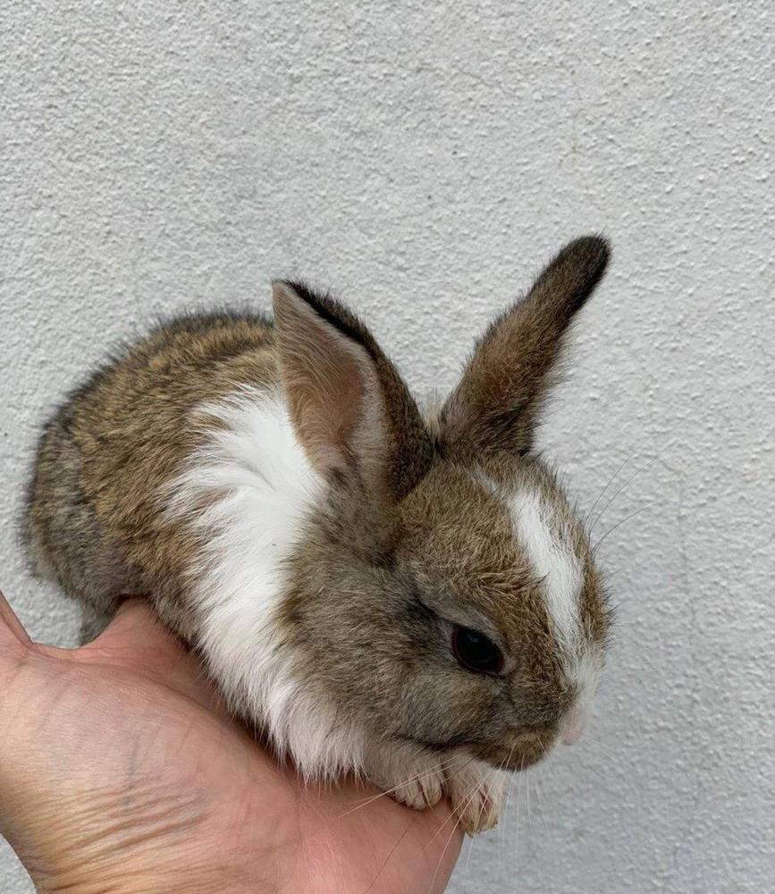 إعلان عن للبيع ارانب فرنسية صغار 🐰