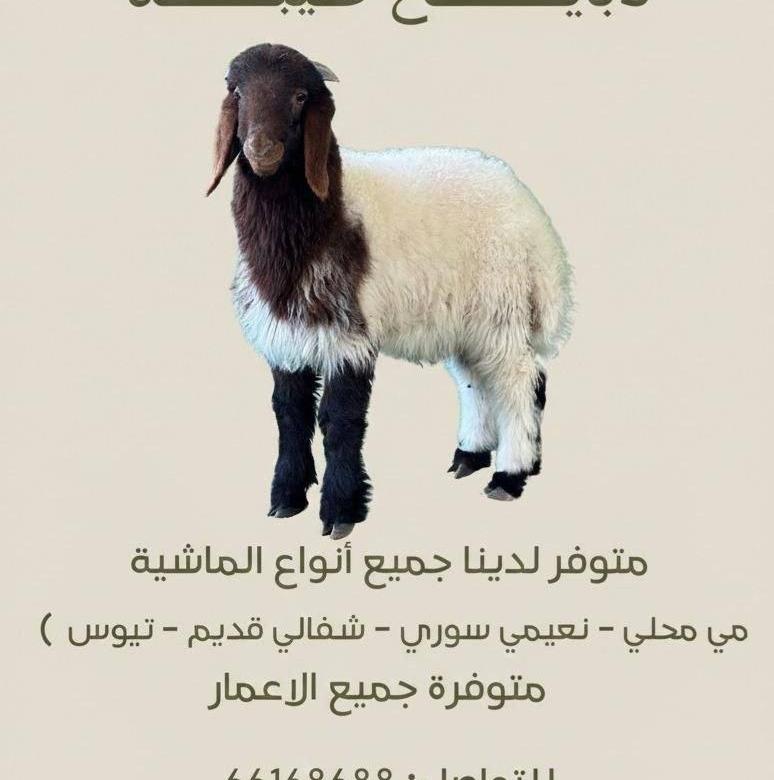 إعلان عن ذبايح نعيمي .تيوس.ذبايح شفالي