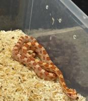 إعلان عن للبيع  ثعبان كورن سنيك أليف ومافيه عض