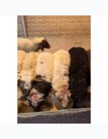 إعلان عن ذبايح شفالي مربوط