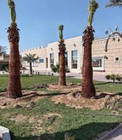 إعلان عن ابو عزيز النخيل بيع وشرا