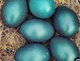 إعلان عن بيض نعام الايمو