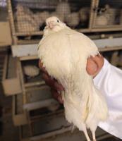 إعلان عن فري تكساس + جامبو امريكي