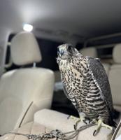 إعلان عن جير شاهين