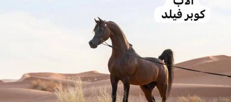 إعلان عن للبيع فرس بولش مواليد 2022 شرط سلم بدايه عساف لكن هاديه ولله الحمد