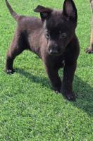 إعلان عن للبيع جراء مالينو مكسيكي الغامج