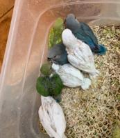 إعلان عن حرق اسعار فروخ لوف بيرد