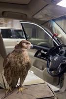 إعلان عن حر تفريخ