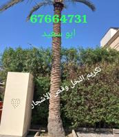 إعلان عن تكريم نخل بلدي تكريم نخل واشطونيا قص أشجار دقه في العمل سرعه في الإنجا