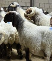 إعلان عن عنوان كبد