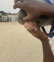 إعلان عن فرس مصريه بيور