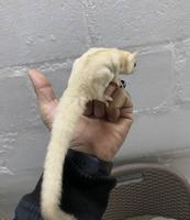 إعلان عن شوقر قلايدر اليييف