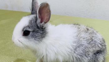 إعلان عن للبيع أرانب فرنسية صغار 🐰