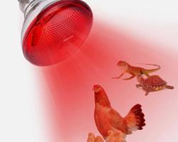 إعلان عن ليتات حرارية ومعالف والاسعار 🔥