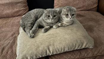 إعلان عن للبيع زوج برتش سكوتش شورت هير مع دفتر تطعيماتهم نثيه وذكر