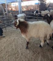 إعلان عن قصا،ب تحت الطلب جميع المناطق الكويت