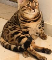 إعلان عن قطط بنغال بيور براون / سلفر / ماربل