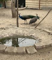 إعلان عن للبيع طاووس عدد ١٠ . ٥ ذكور ٥ إيناث