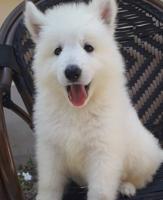 إعلان عن جرو جيرمن ابيض (سويس شيبرد) عمر ٨ اسابيع