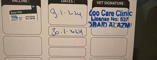 إعلان عن للبيع قط Maine Coon نثية العمر سنة