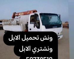 إعلان عن ونش تحميل الابل جميع مناطق الكويت