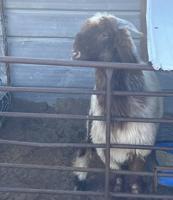 إعلان عن للبيع خروف نعيمي محلي