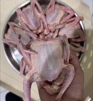 إعلان عن فروخ حمام خصوصي + بط شرط السمنه والشحم