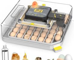 إعلان عن 🪺فقاصة شقرديه٢ وسط🐦