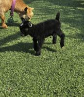 إعلان عن للبيع تيوس جيكي