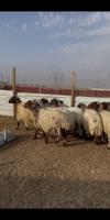 إعلان عن للبيع غنم نعيم طيبه العدد١٩ راس سن وديدمتخلى من ضريع