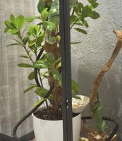 إعلان عن جوز حرباء المتحجبة