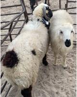 إعلان عن للبيع عنزرباعية ضروبة حليب وطليان 2شفال  اولادالكويت اعمارهم4اشهرونص