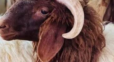 إعلان عن للبيع ذبايح شفالي  مقطع واصل لببيت