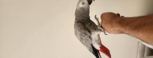 إعلان عن كاسكو مايسكت