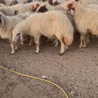 إعلان عن 26غنم عوسية مع الفحل فاخرة ونادرة فيهم10سوناروالباقي توة مقرعة