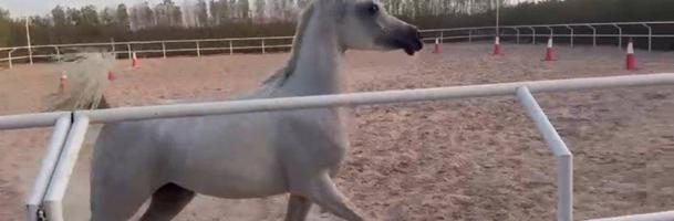 إعلان عن مهره واهو