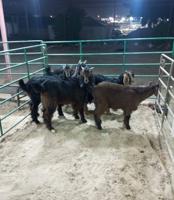 إعلان عن تيوس منادي طيبه بالفيديو