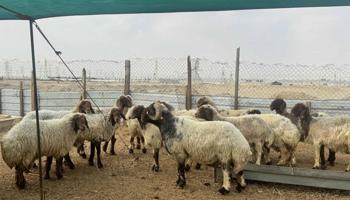 إعلان عن غنم نعيم