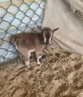 إعلان عن للبيع جيكيات صغار