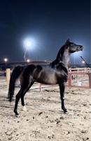 إعلان عن حصان شيخ رفيع وجبر