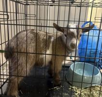 إعلان عن تيس جيكي قزم مع اغراضه