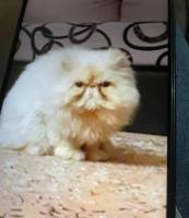 إعلان عن قط بيرشين ذكر