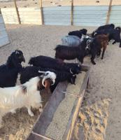 إعلان عن للبيع تيوس عربي سورية معلوفه طيبة في البر تيوس فاخره