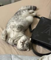 إعلان عن قطوه نوعها برتش عمرها سنه