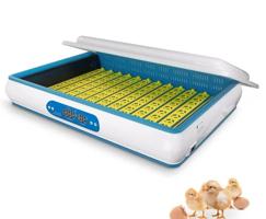 إعلان عن عرض فقاسات العربي