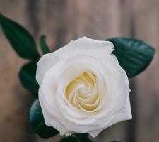 إعلان عن للايجار شقة مفروشه راقيه موقع مميز جدا